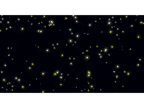 firefly